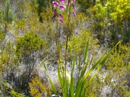 Watsonia